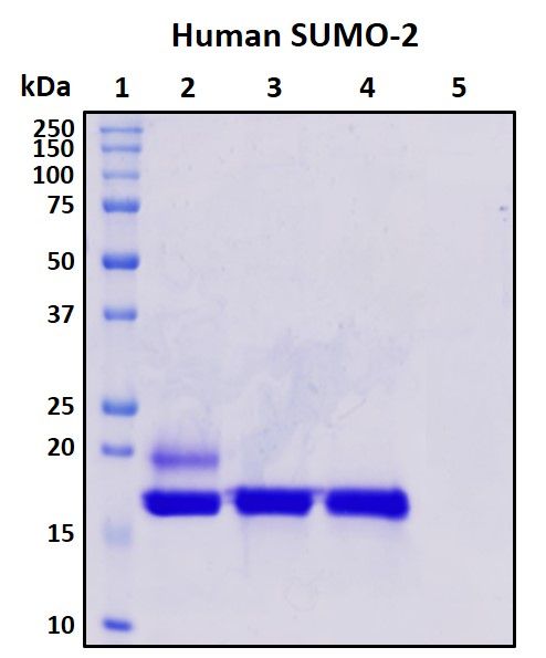 SDS-PAGE