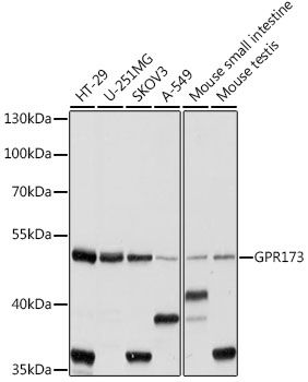 Western blot
