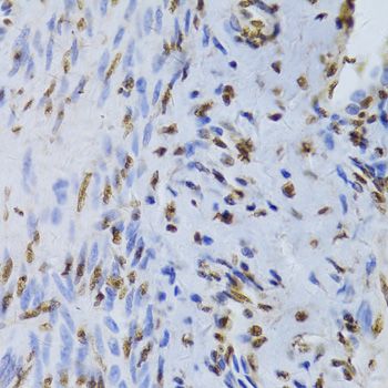 Immunohistochemistry - XRCC5 Antibody (144-05862)