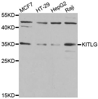 Western blot - KITLG Polyclonal Antibody (144-05672)