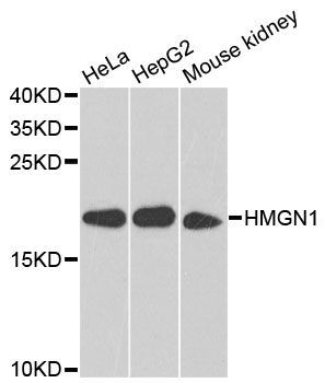 Western blot - HMGN1 Polyclonal Antibody (144-06155)