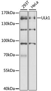 Western blot