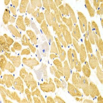 Immunohistochemistry - PA2G4 Antibody (144-05376)