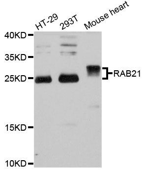 Western blot - RAB21 antibody (144-012095)