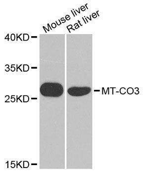 Western blot - MT-CO3 antibody (144-09939)