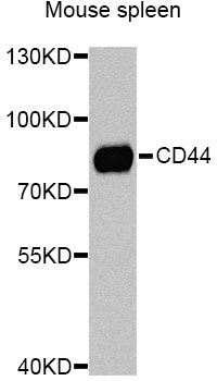 Western blot - [KO Validated] CD44 Polyclonal Antibody (144-012410)