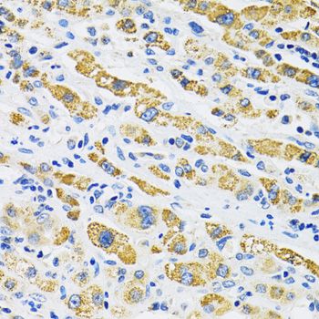 Immunohistochemistry - SLC16A4 Polyclonal Antibody (144-60809)
