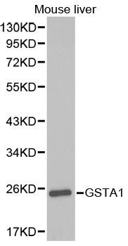 Western blot - GSTA1 antibody (144-01628)