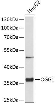 Western blot