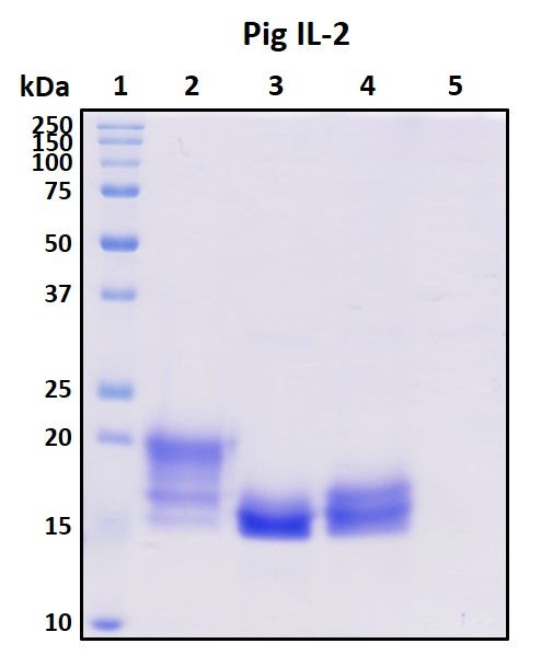 SDS-PAGE