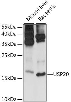 Western blot