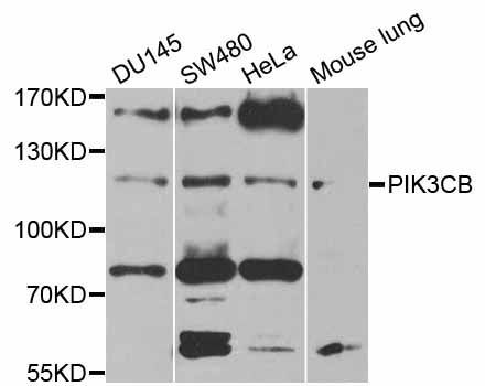 Western blot - PIK3CB antibody (144-00982)