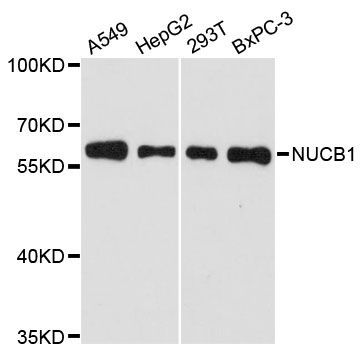 Western blot - NUCB1 antibody (144-61376)