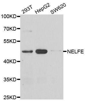 Western blot - NELFE Polyclonal Antibody (144-07006)