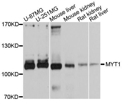 Western blot - MYT1 antibody (144-10824)