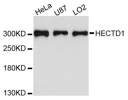 Western blot - HECTD1 antibody (144-61475)