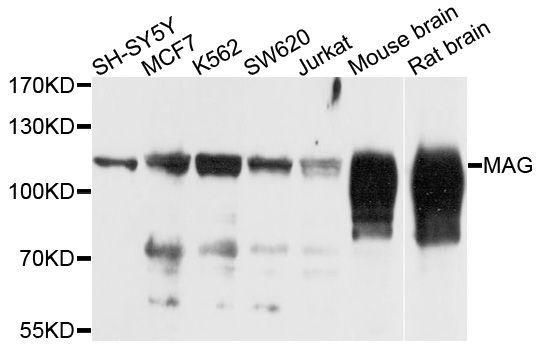 Western blot - MAG antibody (144-07186)