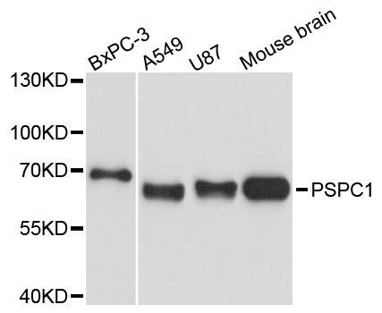 Western blot - PSPC1 Polyclonal Antibody (144-61467)