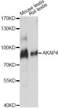 Western blot - AKAP4 antibody (144-60805)