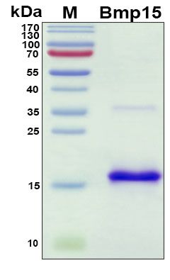 SDS-PAGE