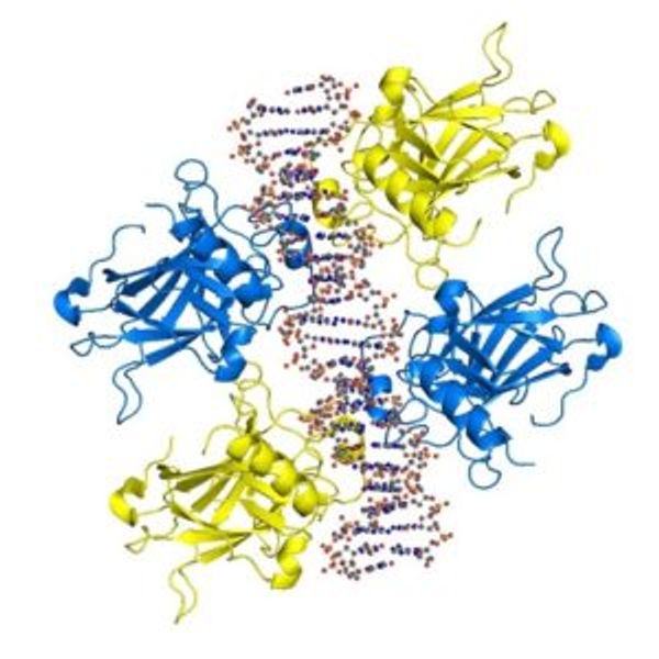 Recombinant proteins