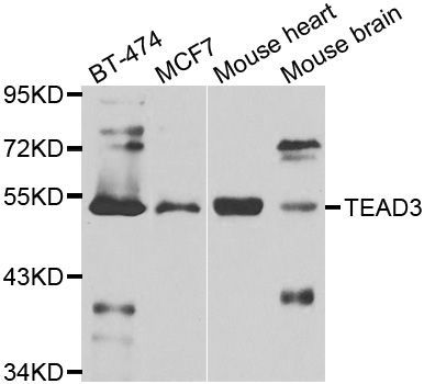 Western blot - TEAD3 Polyclonal Antibody (144-07454)