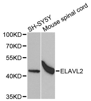 Western blot - ELAVL2 antibody (144-05918)