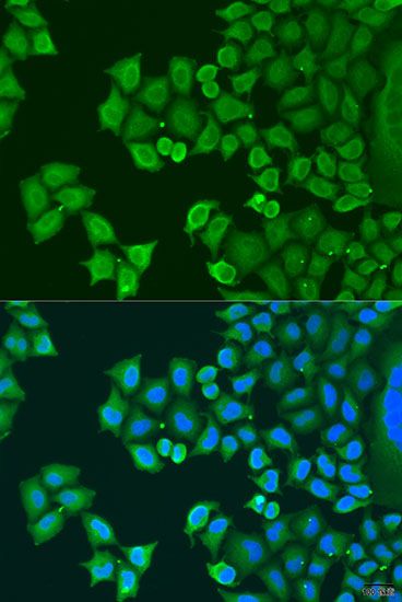 Immunofluorescence - SYT4 antibody (144-07737)