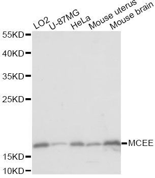 Western blot - MCEE antibody (144-60667)