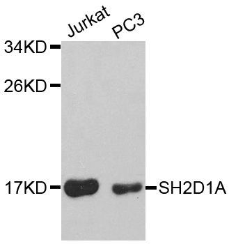 Western blot - SH2D1A Polyclonal Antibody (144-01143)