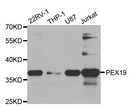 Western blot - PEX19 Polyclonal Antibody (144-05476)