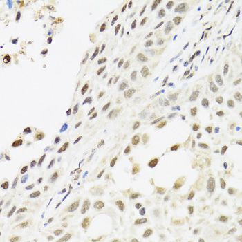 Immunohistochemistry - C14orf166 antibody (144-03436)