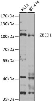 Western blot