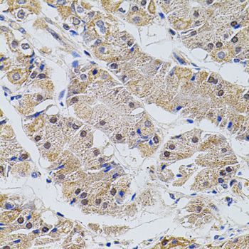 Immunohistochemistry - TRMT2A antibody (144-05975)