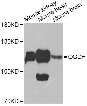 Western blot - OGDH Antibody (144-012477)