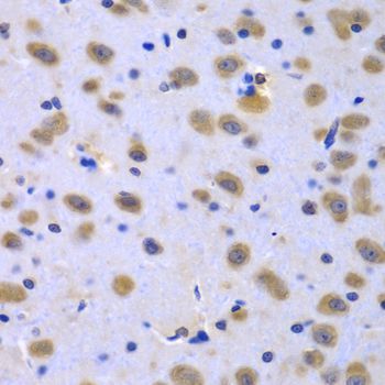 Immunohistochemistry - CIAO1 antibody (144-07355)