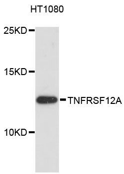 Western blot - TNFRSF12A antibody (144-013093)
