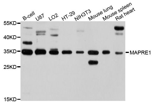 Western blot - MAPRE1 antibody (144-02614)
