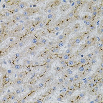Western blot - MAPK1 Polyclonal Antibody (144-011186)