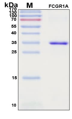 SDS-PAGE Image
