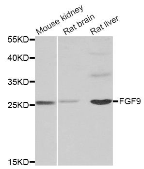 Western blot - FGF9 antibody (144-06374)