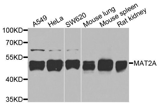 Western blot - MAT2A antibody (144-08436)