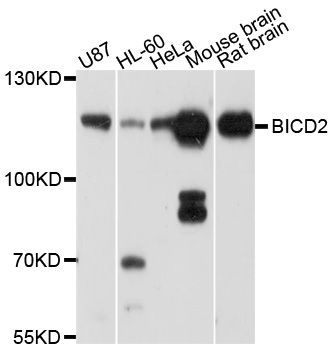 Western blot - BICD2 Polyclonal Antibody (144-10292)