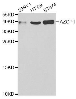 Western blot - AZGP1 Polyclonal Antibody (144-61415)