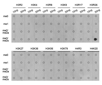 Western blot