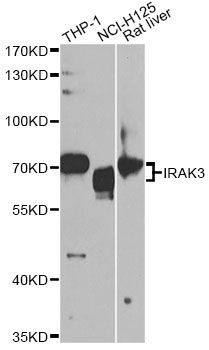 Western blot - IRAK3 antibody (144-05467)