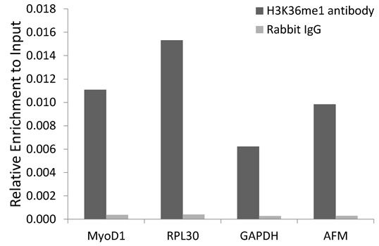 Chromatin Immunoprecipitation - MonoMethyl-Histone H3-K36 pAb (144-02364)
