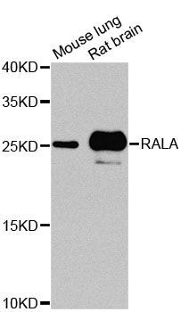 Western blot - RALA Polyclonal Antibody (144-00541)