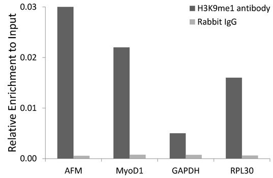 Immunofluorescence - MonoMethyl-Histone H3-K9 pAb (144-02358)