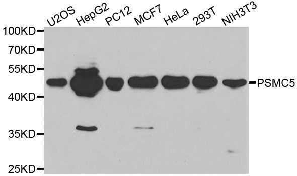 Western blot - PSMC5 antibody (144-01538)